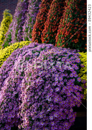Chrysanthemum flower bed Chrysanthemum flower bed 89432423