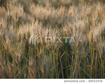 早晨陽光下的小麥 89432430