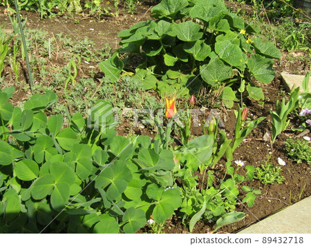 兩色鬱金香花到了 兩色鬱金香花到了 89432718