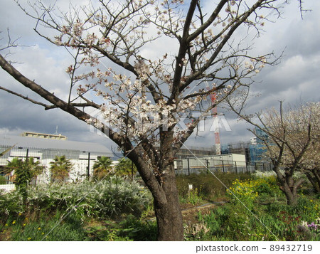 兒島花之會 花畑櫻花大島櫻花盛開 兒島花之會 花畑櫻花大島櫻花盛開 89432719