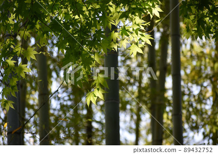鮮綠藍楓和竹林 89432752