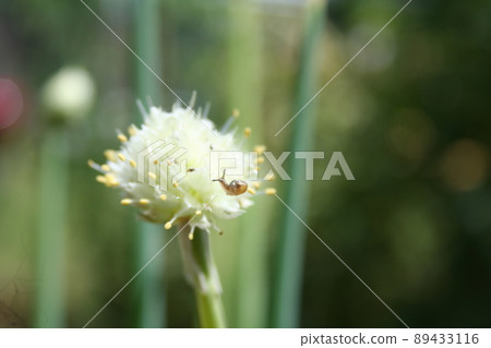 Leek shaved and snail Leek shaved and snail 89433116