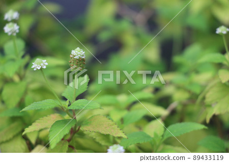 Mexican sweet herbs Mexican sweet herbs 89433119