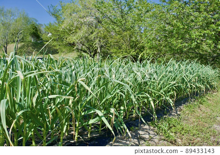 春蒜田景觀 89433143