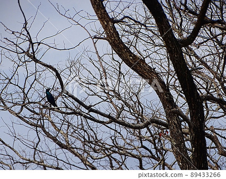 Liwonde 國家公園野生動物園之旅（鳥類）在非洲馬拉維 89433266