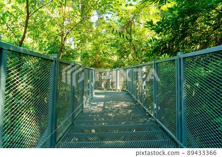 walk way in the forest 89433366