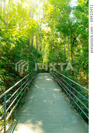 walk way in the forest 89433451