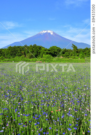 Yamanakako Hananomiyako Park in early summer when cornflowers bloom 89433500