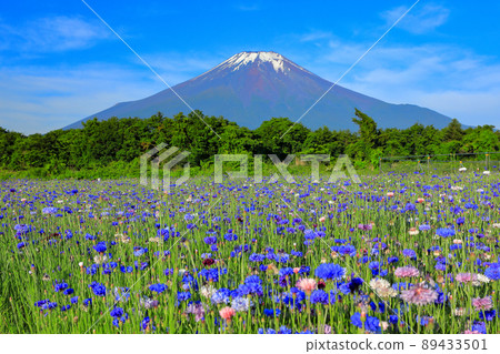 Yamanakako Hananomiyako Park in early summer when cornflowers bloom 89433501