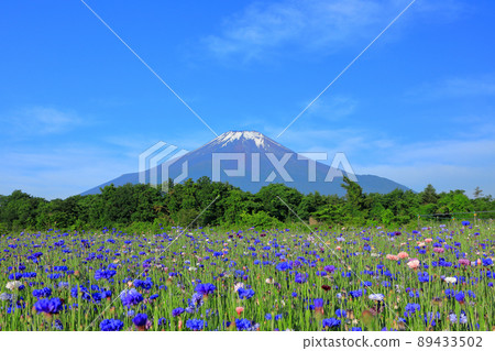 Yamanakako Hananomiyako Park in early summer when cornflowers bloom 89433502