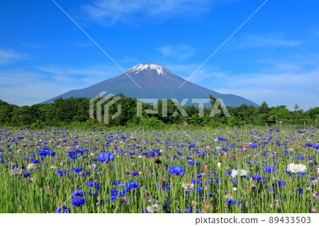 Yamanakako Hananomiyako Park in early summer when cornflowers bloom 89433503
