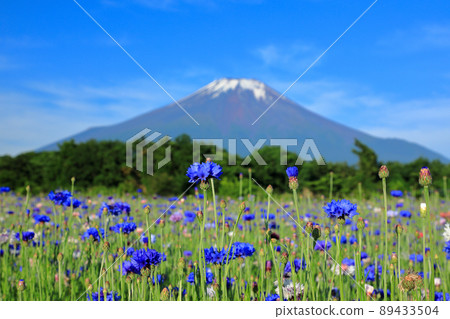 Yamanakako Hananomiyako Park in early summer when cornflowers bloom Yamanakako Hananomiyako Park in early summer when cornflowers bloom 89433504