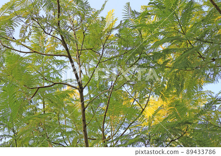 Jacaranda Tree-Hamanako Garden Park, Hamamatsu City, Shizuoka Prefecture Jacaranda Tree-Hamanako Garden Park, Hamamatsu City, Shizuoka Prefecture 89433786