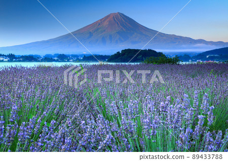 Lavender blooming Kawaguchiko Oishi Park and Mt. Fuji in summer Fujikawaguchiko Town, Yamanashi Prefecture Lavender blooming Kawaguchiko Oishi Park and Mt. Fuji in summer Fujikawaguchiko Town, Yamanashi Prefecture 89433788