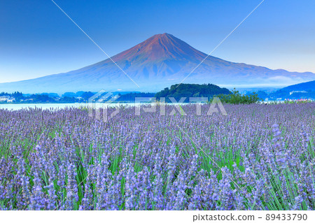 Lavender blooming Kawaguchiko Oishi Park and Mt. Fuji in summer Fujikawaguchiko Town, Yamanashi Prefecture Lavender blooming Kawaguchiko Oishi Park and Mt. Fuji in summer Fujikawaguchiko Town, Yamanashi Prefecture 89433790