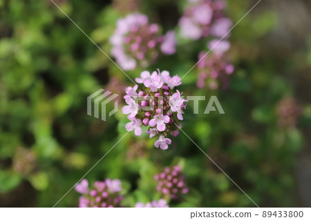 Pink flowers of Thymus quinquefolium blooming in Japanese garden in spring Pink flowers of Thymus quinquefolium blooming in Japanese garden in spring 89433800