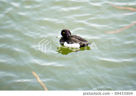 Wild bird ducks swimming in dirty water Wild bird ducks swimming in dirty water 89433804