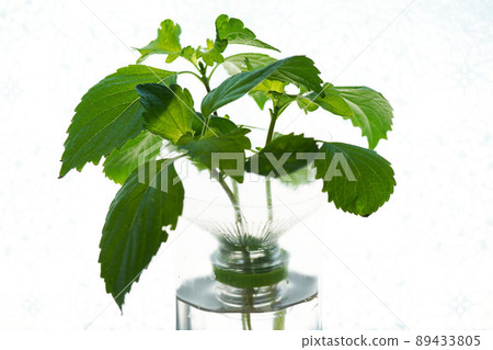 Hydroponics and kitchen cultivation of perilla in PET bottles Hydroponics and kitchen cultivation of perilla in PET bottles 89433805