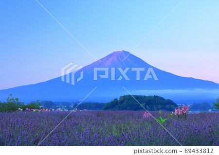 夏季的薰衣草盛開的河口湖大石公園和富士山 山梨縣富士河口湖町 夏季的薰衣草盛開的河口湖大石公園和富士山 山梨縣富士河口湖町 89433812