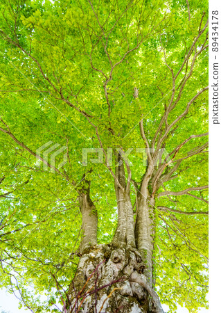 Comfortable air flowing in the sky full of fresh green looking up at the big beech tree from below 89434178