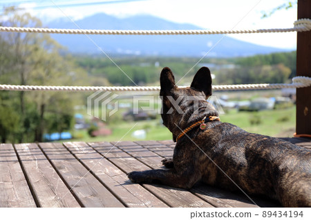 Travel with dogs ・ French bulldog relaxing while watching the spectacular view on the wooden deck Travel with dogs ・ French bulldog relaxing while watching the spectacular view on the wooden deck 89434194