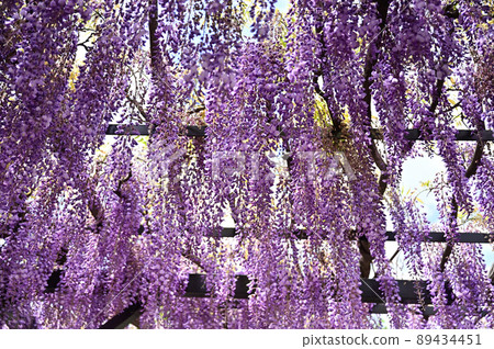淨寺 淨寺 89434451