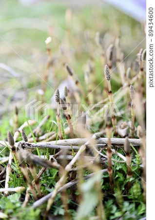 Horsetail season 89434600