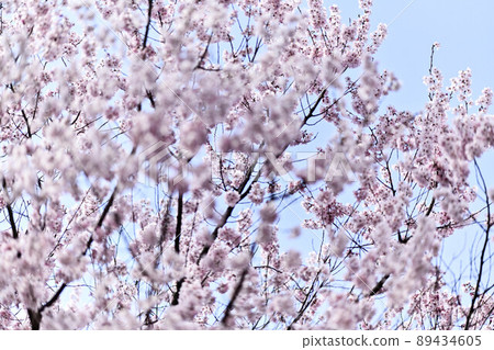 Cherry blossom view of Kanazawa Castle Kuromon Cherry blossom view of Kanazawa Castle Kuromon 89434605