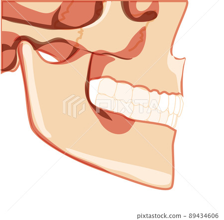 Skull Skeleton Human partly displayed head side view. Human jaws model with teeth row. Set of chump realistic flat Skull Skeleton Human partly displayed head side view. Human jaws model with teeth row. Set of chump realistic flat 89434606