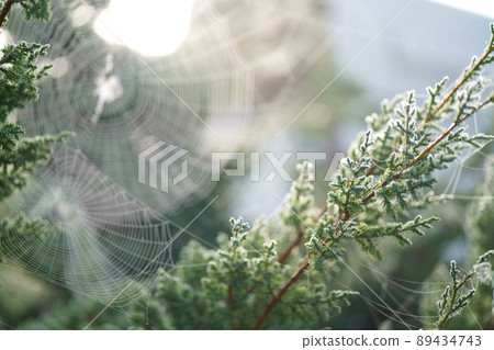 Dew drops on the web.View pine branches with drops of dew . mountain pine 89434743