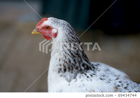 On a sunny day, chickens feed in a traditional farmyard. Detail of a chicken head. Chickens in a chicken coop. Free range poultry farming 89434744