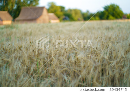 Country house in the middle of a wheat field with a row of poplars next to it in summer at sunset, wheat field next to a rural house 89434745