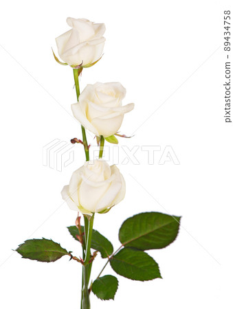 Bouquet of roses, isolated white rose flower isolated on white background. The photo can be used as a greeting card, invitation card for wedding, birthday and other holiday and summer background. Bouquet of roses, isolated white rose flower isolated on white background. The photo can be used as a greeting card, invitation card for wedding, birthday and other holiday and summer background. 89434758