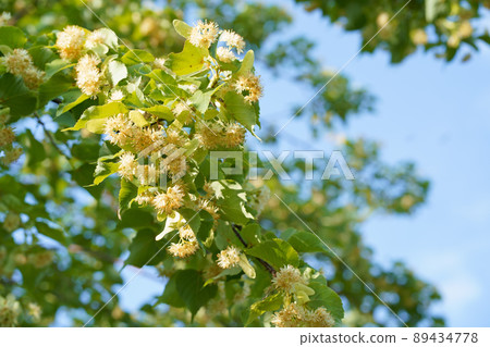 A bumblebee extracts pollen from a linden tree. A big bee collecting nectar from a yellow flower. A macro close up shot of a bumblebee collecting pollen from a beautiful flower. 89434778