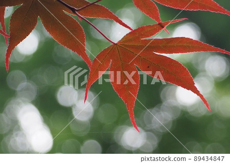 Red maple 89434847