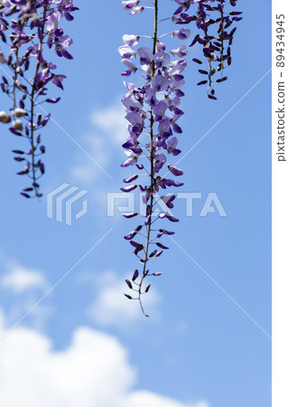 紫藤花掛在紫藤架上的花序像長長的穗狀花序，映襯著藍天 89434945