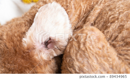 Big ear toy poodle Big ear toy poodle 89434965
