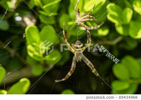Orb-weaver spider (juvenile) molting Orb-weaver spider (juvenile) molting 89434966