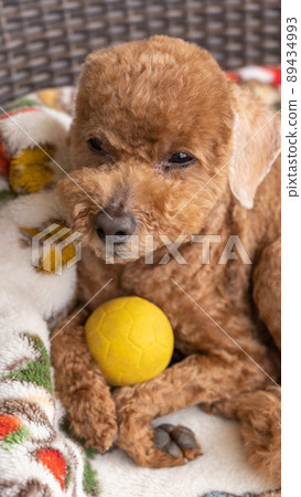 拿著他最喜歡的黃色球的高級玩具貴賓犬 拿著他最喜歡的黃色球的高級玩具貴賓犬 89434993