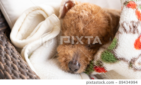一隻玩具貴賓犬睡覺時只把臉從毯子裡拿出來 89434994