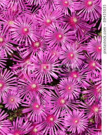 Matsubagiku flower 89435035