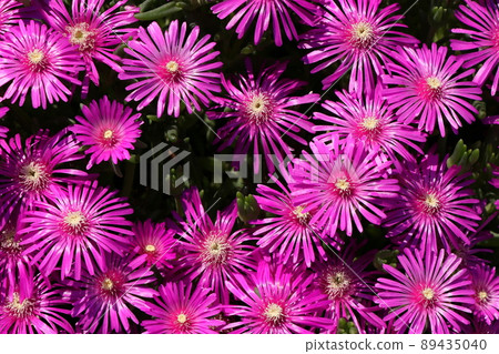 Matsubagiku flower 89435040