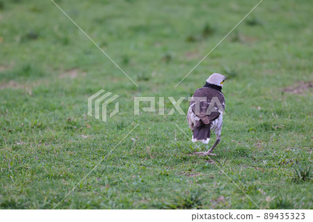 a Common Bird named Gracupica nigricollis in Hong Kong. Black Collar Starling Bird. a Common Bird named Gracupica nigricollis in Hong Kong. Black Collar Starling Bird. 89435323