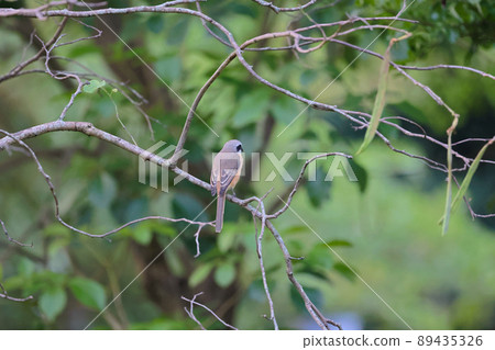 a Great tit sitting on a tree branch in the park a Great tit sitting on a tree branch in the park 89435326