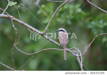 a Great tit sitting on a tree branch in the park a Great tit sitting on a tree branch in the park 89435594