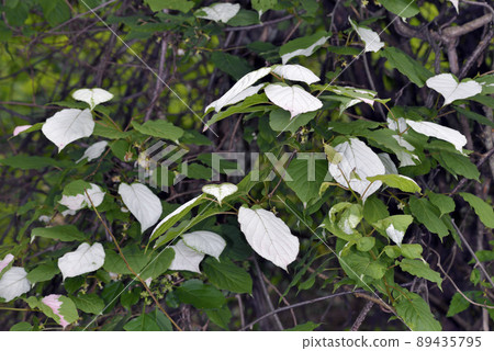 獼猴桃葉(北海道Kamishihoro) 獼猴桃葉(北海道Kamishihoro) 89435795