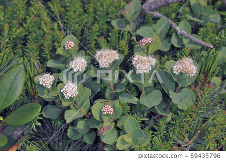 Maruba Shimotsuke(北海道知床) Maruba Shimotsuke(北海道知床) 89435796