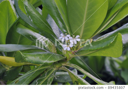 Beach naupaka flower (Ishigaki City, Okinawa Prefecture) Beach naupaka flower (Ishigaki City, Okinawa Prefecture) 89435807