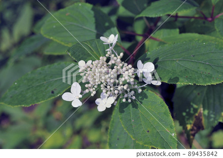 野木則（北海道鶴井村） 89435842