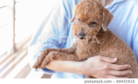 我懷裡抱著一隻玩具貴賓犬 我懷裡抱著一隻玩具貴賓犬 89435918